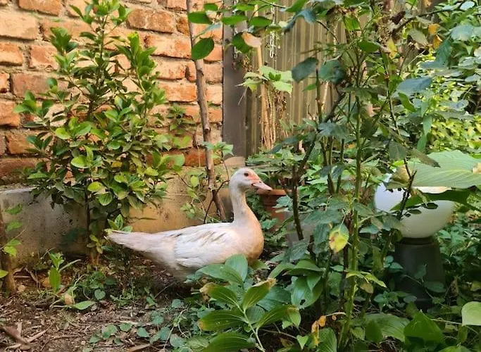 Mansarda Boema, Gradina De Basm