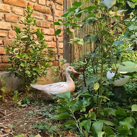 Mansarda Boema, Gradina De Basm